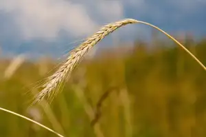 Horské Kolo Decathlon